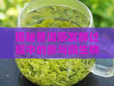 揭秘普洱茶发酵过程中的参与微生物：哪几种？