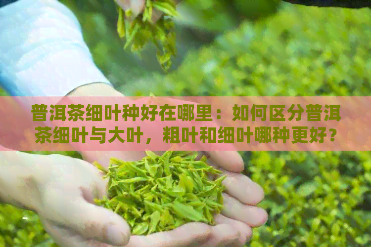 普洱茶细叶种好在哪里：如何区分普洱茶细叶与大叶，粗叶和细叶哪种更好？