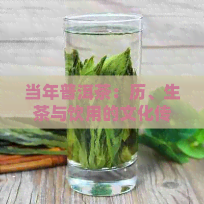 当年普洱茶：历、生茶与饮用的文化传承