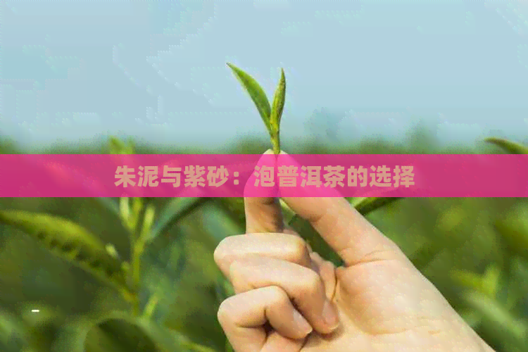 朱泥与紫砂：泡普洱茶的选择