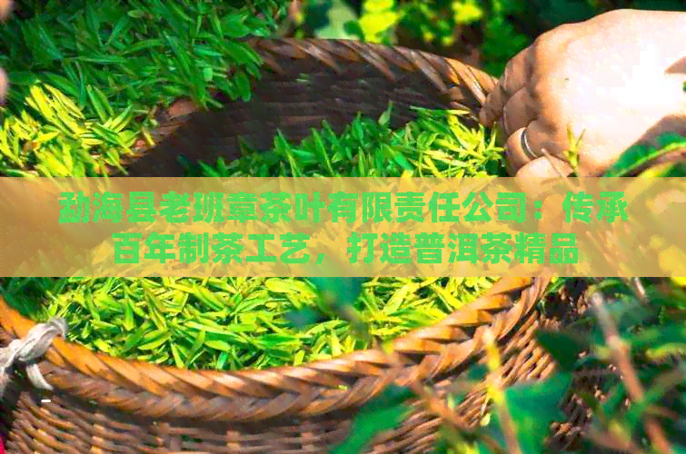 勐海县老班章茶叶有限责任公司：传承百年制茶工艺，打造普洱茶精品