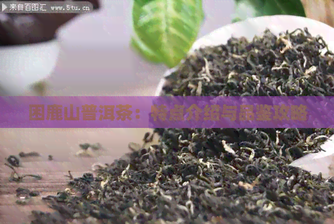 困鹿山普洱茶：特点介绍与品鉴攻略