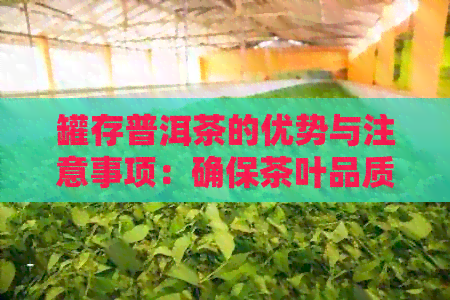 罐存普洱茶的优势与注意事项：确保茶叶品质的方法