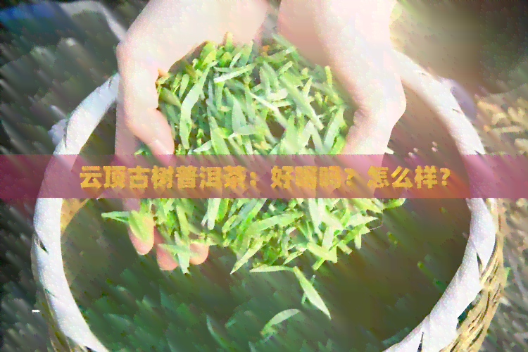 云顶古树普洱茶：好喝吗？怎么样？