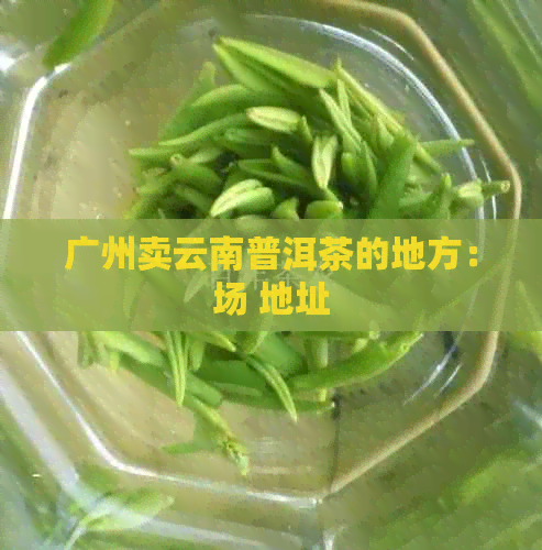 广州卖云南普洱茶的地方：场 地址