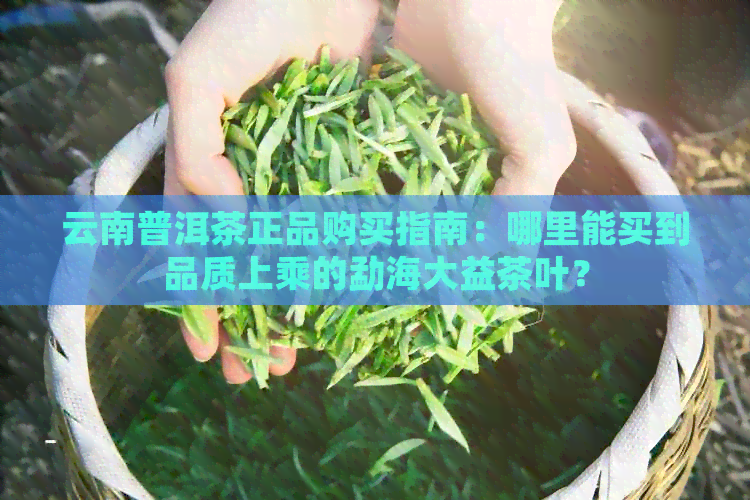 云南普洱茶正品购买指南：哪里能买到品质上乘的勐海大益茶叶？