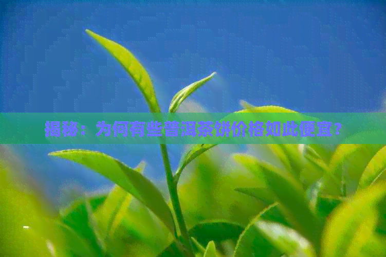 揭秘：为何有些普洱茶饼价格如此便宜？