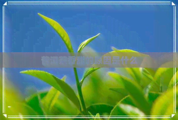 普洱茶香甜的原因是什么