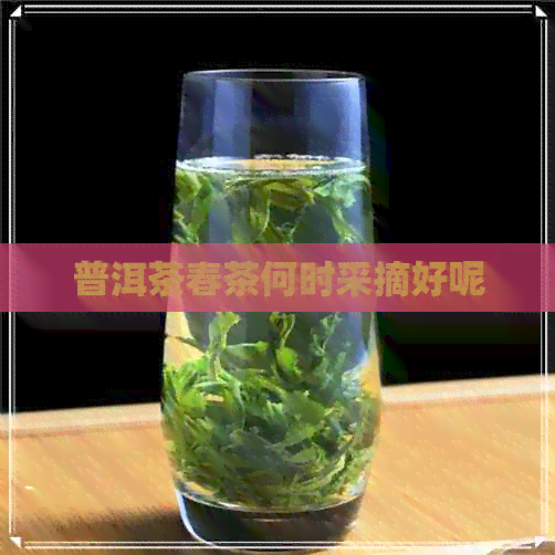 普洱茶春茶何时采摘好呢