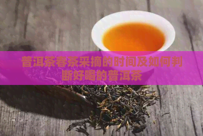 普洱茶春茶采摘的时间及如何判断好喝的普洱茶