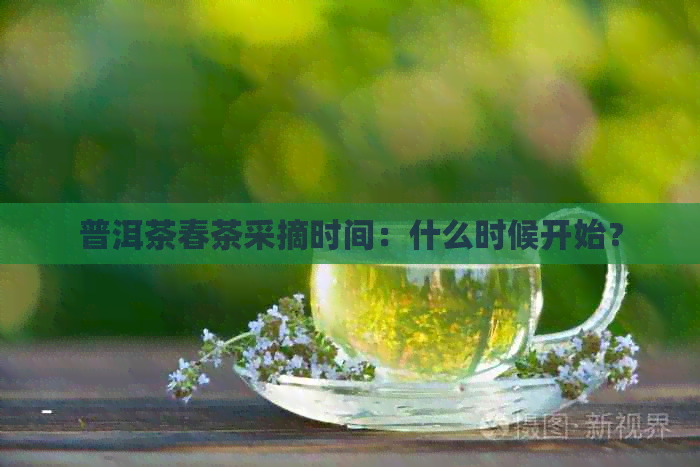 普洱茶春茶采摘时间：什么时候开始？