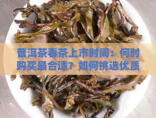 普洱茶春茶上市时间：何时购买最合适？如何挑选优质春茶？