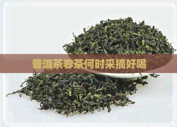 普洱茶春茶何时采摘好喝