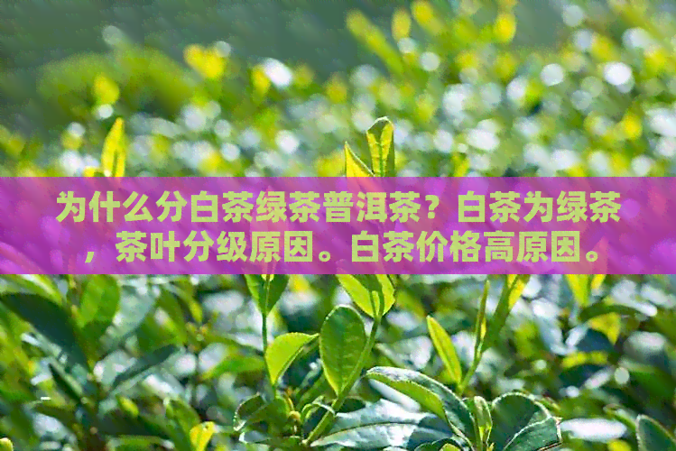 为什么分白茶绿茶普洱茶？白茶为绿茶，茶叶分级原因。白茶价格高原因。