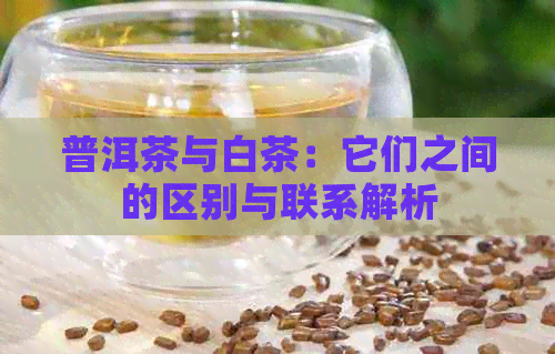 普洱茶与白茶：它们之间的区别与联系解析