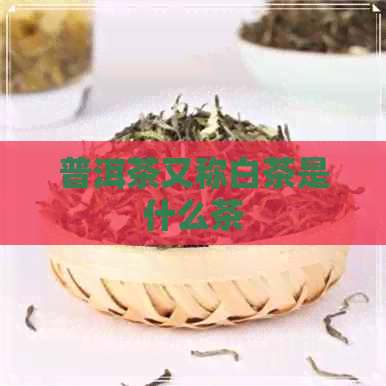 普洱茶又称白茶是什么茶