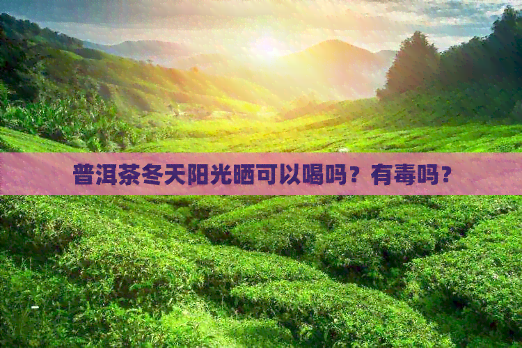 普洱茶冬天阳光晒可以喝吗？有吗？