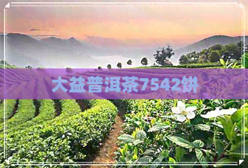 大益普洱茶7542饼