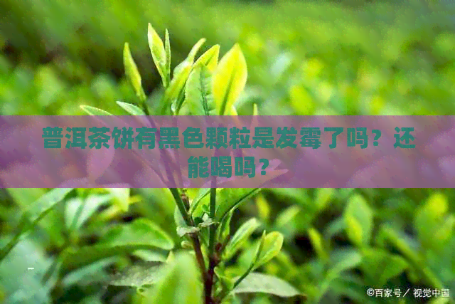 普洱茶饼有黑色颗粒是发霉了吗？还能喝吗？