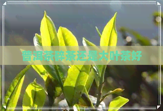 普洱茶碎茶还是大叶茶好