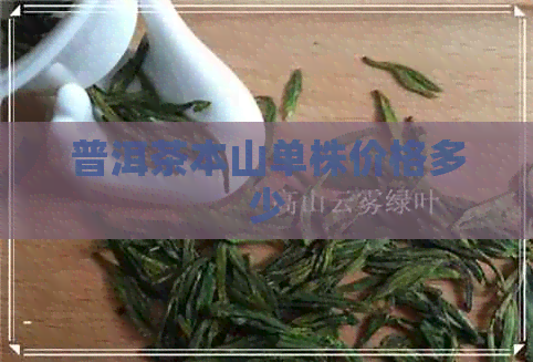 普洱茶本山单株价格多少