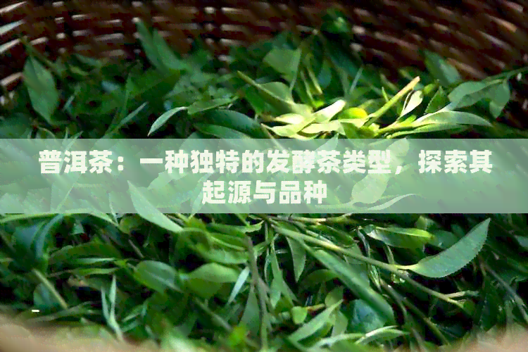 普洱茶：一种独特的发酵茶类型，探索其起源与品种