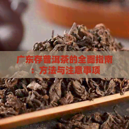 广东存普洱茶的全面指南：方法与注意事项