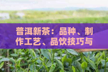 普洱新茶：品种、制作工艺、品饮技巧与养生价值全方位解析