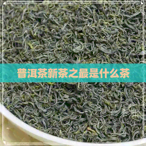 普洱茶新茶之最是什么茶