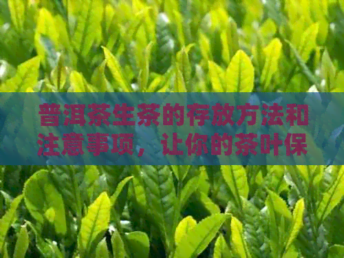 普洱茶生茶的存放方法和注意事项，让你的茶叶保持品质