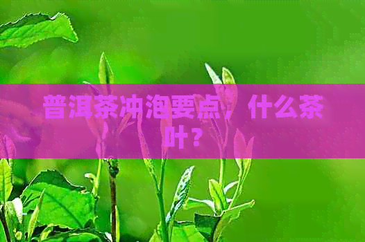 普洱茶冲泡要点，什么茶叶？