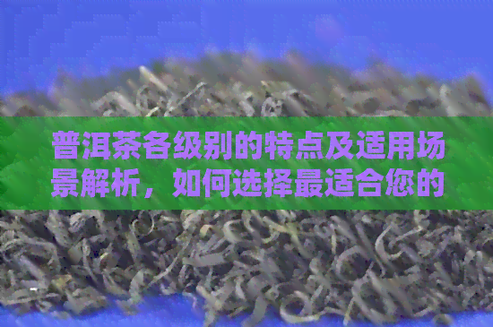 普洱茶各级别的特点及适用场景解析，如何选择最适合您的普洱茶？