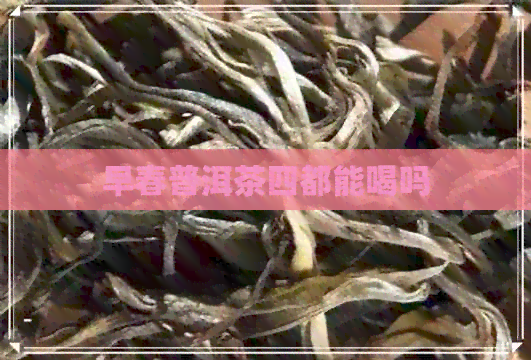 早春普洱茶四都能喝吗