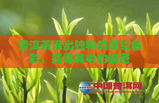 普洱茶泡出独特的黑红色彩，探寻其中的秘密