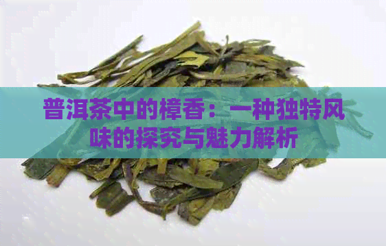 普洱茶中的樟香：一种独特风味的探究与魅力解析