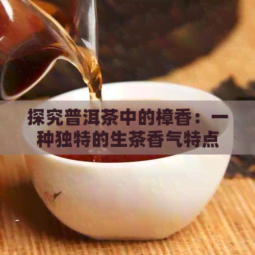 探究普洱茶中的樟香：一种独特的生茶香气特点