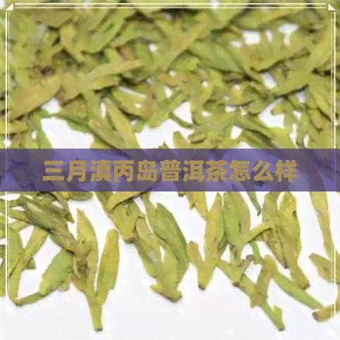 三月滇丙岛普洱茶怎么样