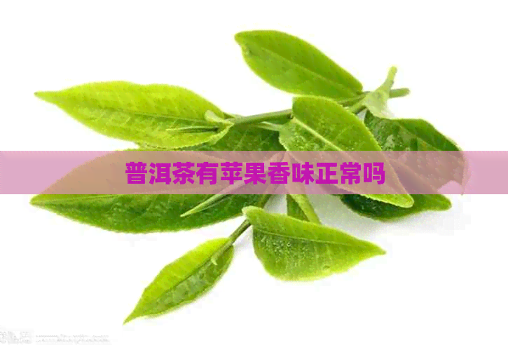 普洱茶有苹果香味正常吗