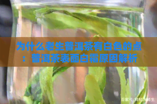 为什么老生普洱茶有白色的点：普洱茶表面白霜原因解析