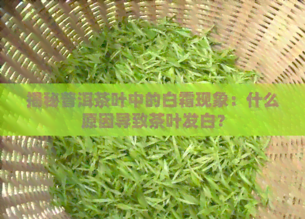 揭秘普洱茶叶中的白霜现象：什么原因导致茶叶发白？