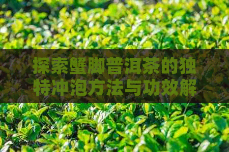 探索蟹脚普洱茶的独特冲泡方法与功效解析，让您享受美味又健的茶饮