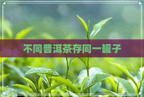 不同普洱茶存同一罐子