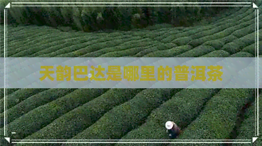 天韵巴达是哪里的普洱茶