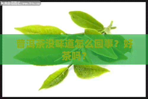 普洱茶没味道怎么回事？好茶吗？