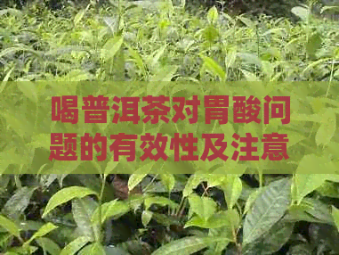 喝普洱茶对胃酸问题的有效性及注意事项：全面解析与预防方法