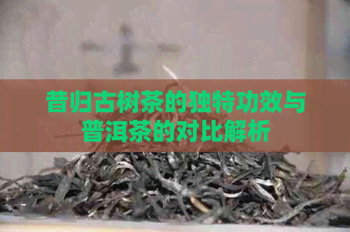 昔归古树茶的独特功效与普洱茶的对比解析