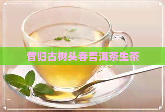 昔归古树头春普洱茶生茶