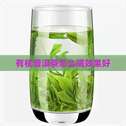 有机普洱茶怎么喝效果好