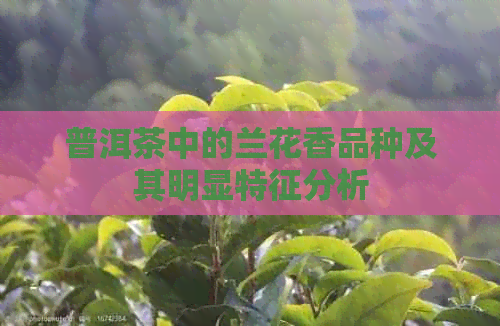 普洱茶中的兰花香品种及其明显特征分析