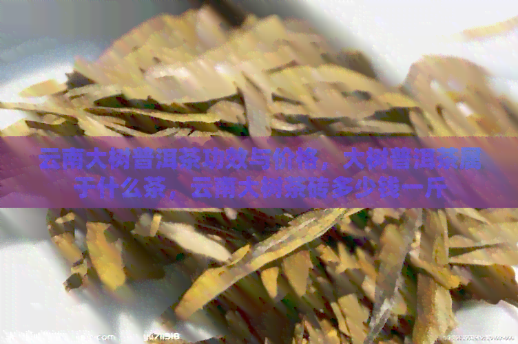 云南大树普洱茶功效与价格，大树普洱茶属于什么茶，云南大树茶砖多少钱一斤